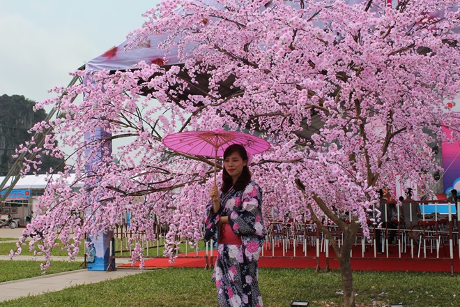 Lễ hội hoa Anh Đào Hạ Long 2016